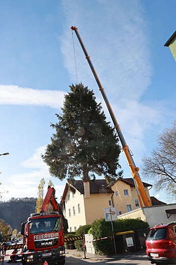 Der Christbaum für den Salzburger Christkindlmarkt am Dom- und Residenzplatz kommt in diesem Jahr aus dem Salzburger Stadtteil Schallmoos ©Foto: christkindlmarkt.co.at, Salzburg - Neumayr
